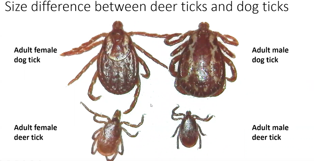 Deer Ticks Vs. Dog Ticks